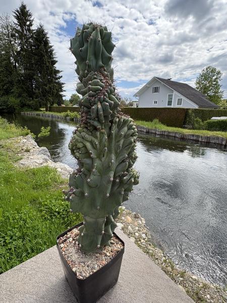 Cereus peruvianus monstrosus